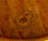 1929 Lamination.jpg