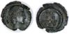 ConstansAD337-350.jpg