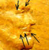 Fish1.jpg