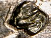 coins 121.jpg