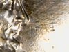 coins 114.jpg