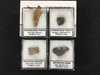 fossil kit.jpg