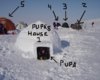 how-to-build-an-igloo.jpg