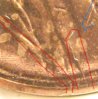 LP-2%20coin#1%20clash%20or%20crack%20color(8).jpg