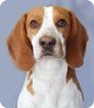 hound 7 BEAGLE.jpg