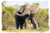 angry-elephant-am-skukuza.jpg