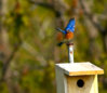 blue bird.jpg