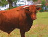 Local-Bull-C.jpg