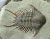 foulonia_trilobite.jpg