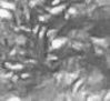 2006DoubledEar3.jpg