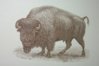 Buffalo.jpg
