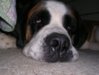 DSCN4411.jpg