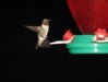 hummingbird.JPG