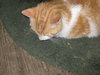 coffee beans and ground kitty buddy wild animals wang mang 003.JPG
