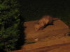 coffee beans and ground kitty buddy wild animals wang mang 010.JPG