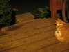 coffee beans and ground kitty buddy wild animals wang mang 011.JPG