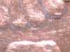 Morgan dollar 8 over 7.jpg