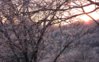 icepic15feb2007.jpg