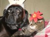 cat dog.JPG
