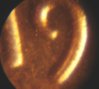1984Dddo1Cent1.jpg
