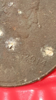 2014 Penny Error 15.png