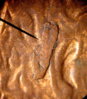 coin96.jpg