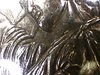2007 D Jefferson dollar 8th spike error coin kinda rare but coins dirty.jpg