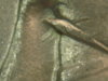 1878 -P-8tf eye.jpg