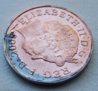 pied penny head.jpg
