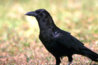 crow copy.jpg