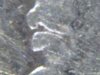 compressed POSSIBLE NEW VAM.jpg