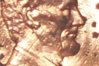 1984 obverse closer.jpg