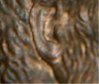 1997doubleear1.JPG