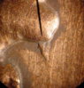 coin0551.jpg
