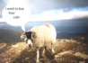 talkingsheep.jpg