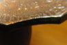closeup.jpg