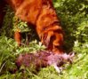MY PUPS EATING HABITS.jpg