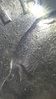20180604_032752.jpg