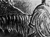 tr bush-2.jpg