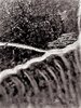 tr bush-3.jpg