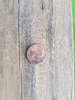 Penny.jpg