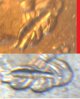 FinalDetails.jpg