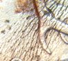 Detail1.jpg