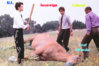 deadhorse.jpg