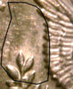 CointalkRevAA.jpg