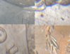 ClashDetail.jpg