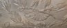 TailDetail3.jpg