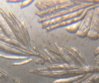 TailDetail4.jpg