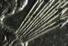 1892-P Half PCGS 58 Close Up 4.jpg