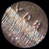 100_4591.JPG